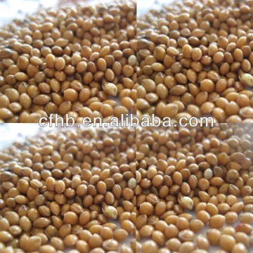 Yellow millets