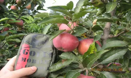 chinese fresh gala apple