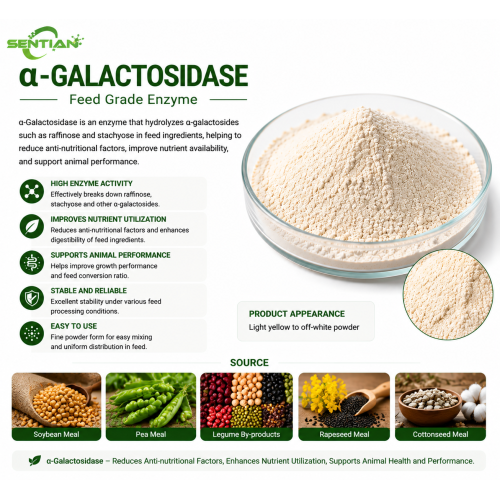 α-Galactosidase Enzyme for Raffinose Degradation