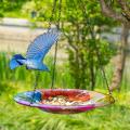 Pendants d'oiseaux et bains suspendus à l'extérieur