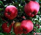 chinese Huaniu apple