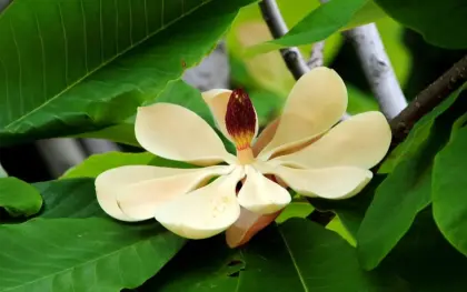 Natural Herbal Medicine Pure 99% Magnolol Powder