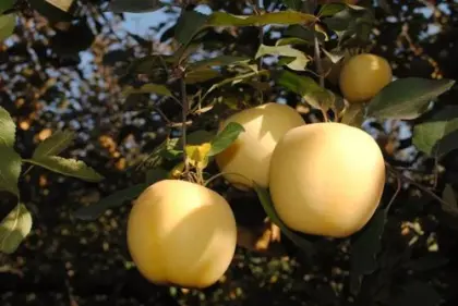 Fresh golden cream fuji apples