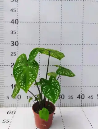 caladium meiying outdoor plants