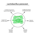 Premium Digestive Health Probiotics Lactobacillus paracasei