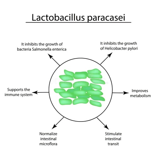 Premium Digestive Health Probiotics Lactobacillus paracasei