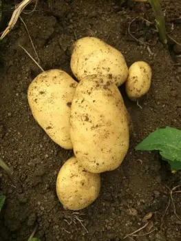 Wholesale organic fresh potato price