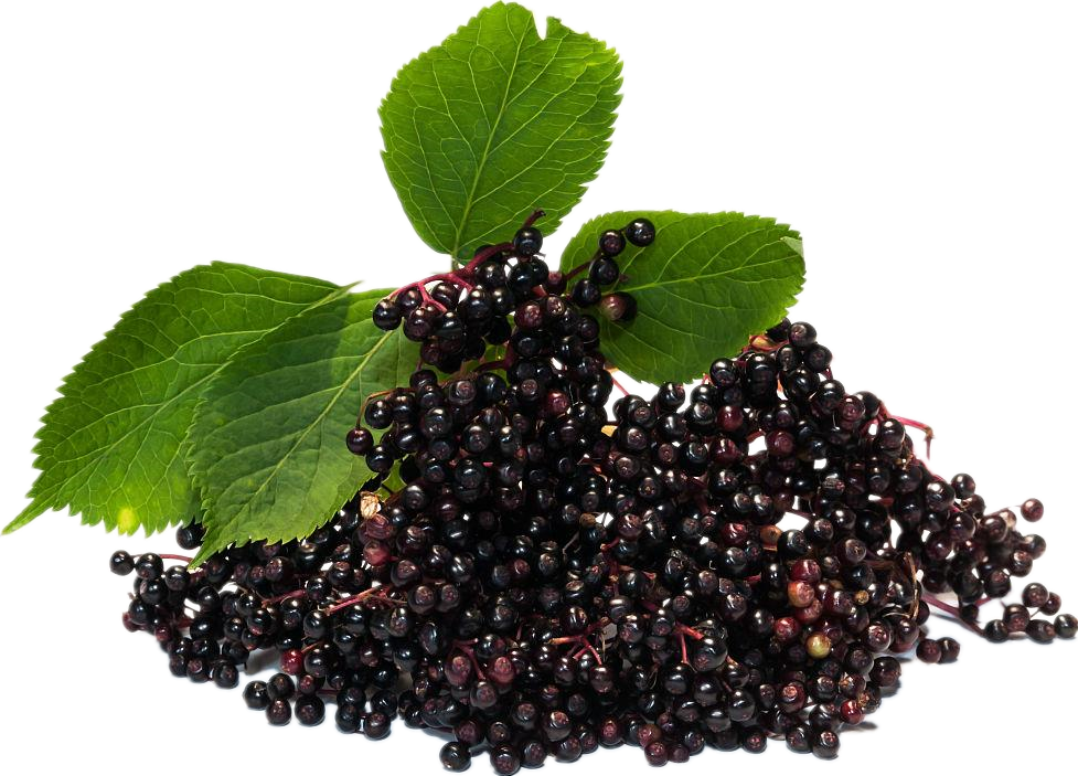 elderberry powder