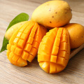 95% mangiferin mango seed extract