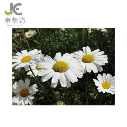 natural pyrethrum extract pyrethrin 50%-95% for insecticide