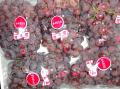 Raisins rouges frais de globe de haute qualité pour l&#39;exportation