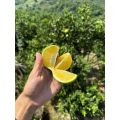 نارنجی شیرین بینگتانگ کوه Ailao
