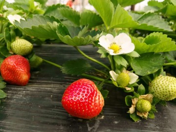 Garden Ground Cover Film PE