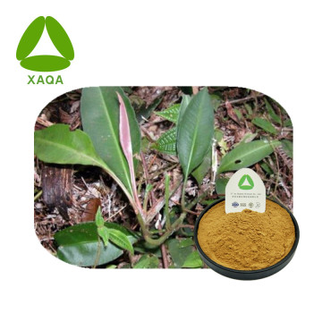 Labisia Pumila Extract Kacip Fatimah Powder Health