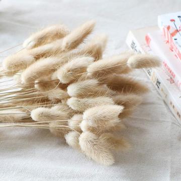 Dried Lagurus Ovatus 100 Pcs - Dried Bunny Tails Pampas Grass for Arrangements & Decor