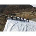 Pet pendek hewan peliharaan non geotextile 400g m2