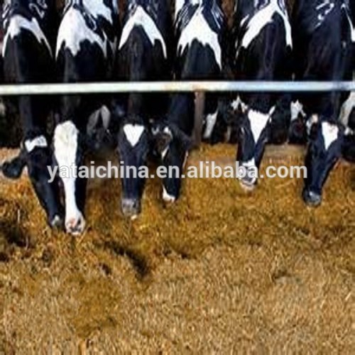 Cattle Feeds Feed Additives Feeding Huge Quantity, High Quality Cattle