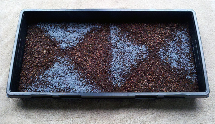 SK-MicroGreens Tray