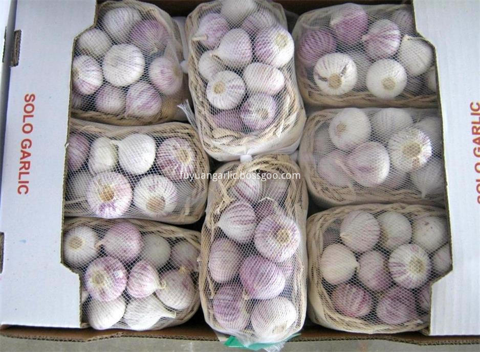 Organic Solo Garlic