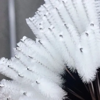 50pcs Nylon Wholesale Eyelash Brush & Eyebrow Mascara Brush for Eyelash Beauty Makeup