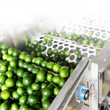 Cylinder Citrus Sorting Machine