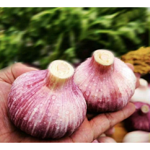 NEUE SAISON BESTER FRISCHER KNOBLAUCH