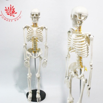 85cm Classic Anatomy Skeleton Model FRT005 - Medical Science Stand Version with Nerve Roots