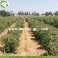 Factory Supply Fruit Nutrition Improve Eyesight Goji Berries