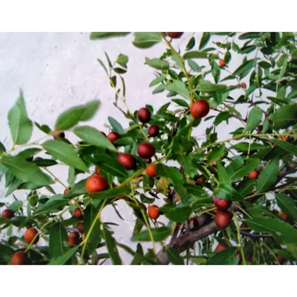 Ziziphi Spinosae Semen Extract
