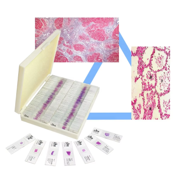 Set of 15 Prepared Pathology Slides - Basic Biology Human Tissue Microscope Slides