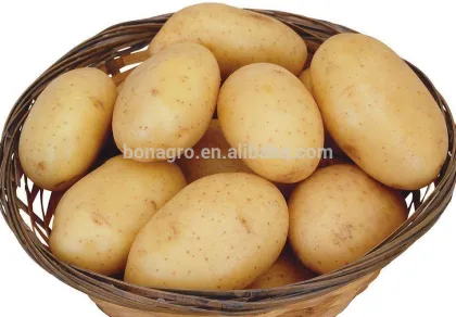 Holland Potato fresh