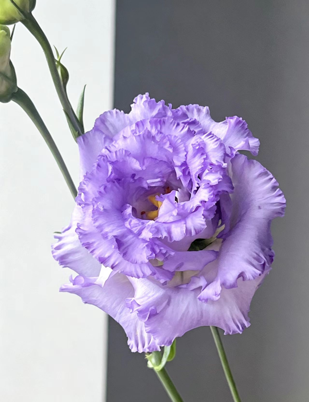 Farmer Light Purple Lisianthus