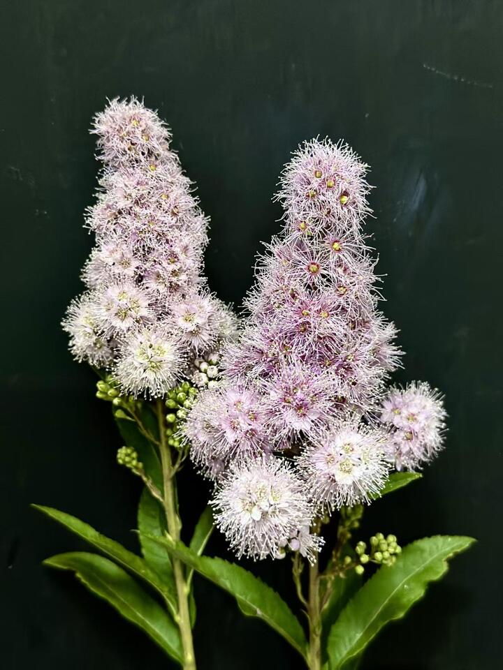 Pink Sorbaria sorbifolia