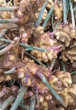 Yunnan Organic Fresh Air Dried Washed Ginger