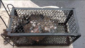 Galvanized Mouse Trap