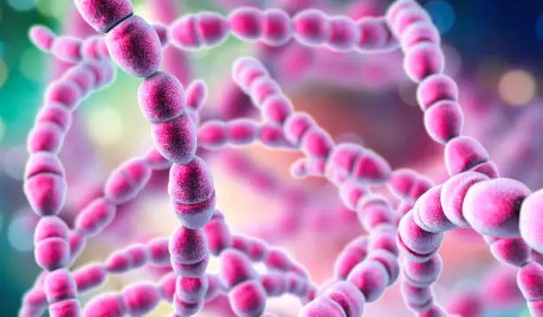 Streptococcus thermophilus