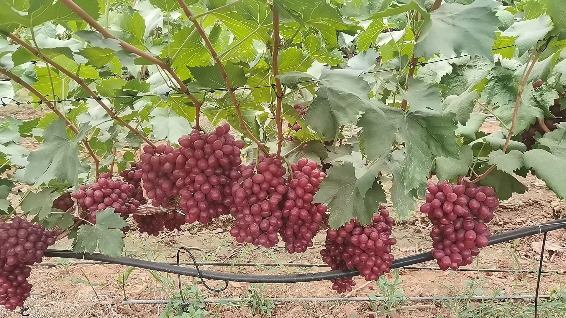 Princess Xiangfei Grape