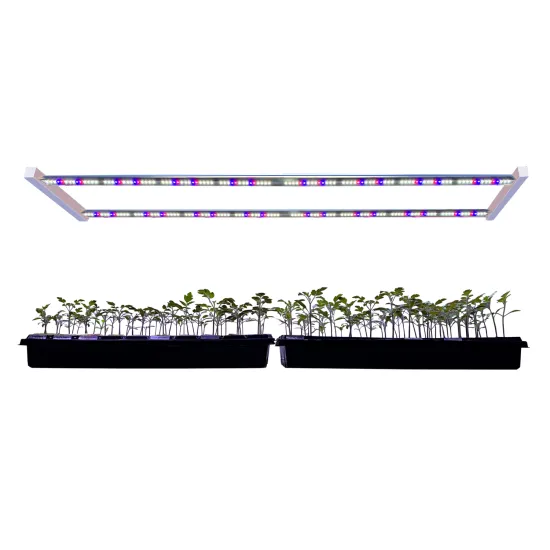 High-Yield LED Grow Lights for Large Plant Shelves in Hydroponics and Tissue Culture