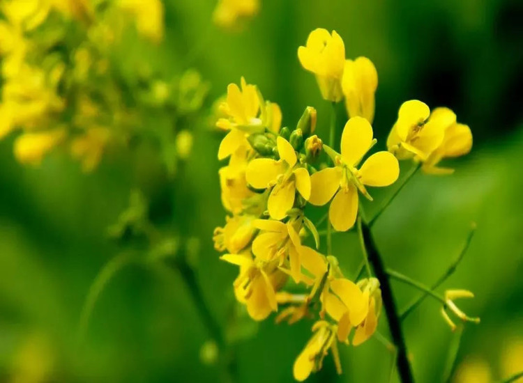 Yellow Mustard Powder