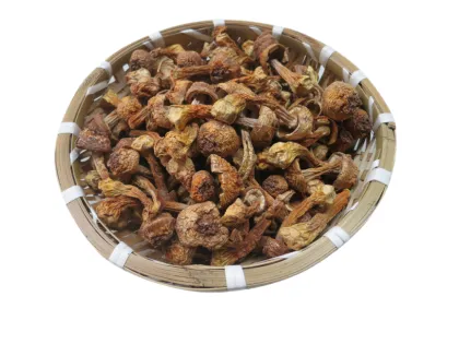 Agaricus blazei Extract 50% agaricus blazei mushroom extract