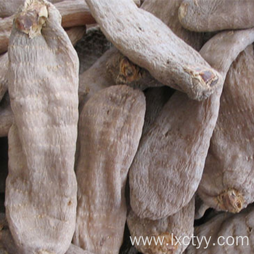 hot sale Gastrodia elata Blume food