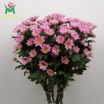 Pure Heart White Spray Mums Flowers