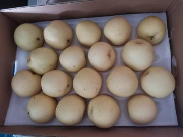 Fresh Gloden Crown Pear