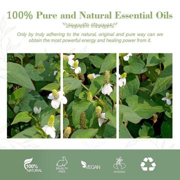 Aromaterapia a granel mayorista Houttuynia Cordata Aceite esencial para el cuidado de la piel