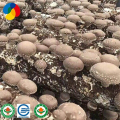 Semillas de engendro de hongos shiitake orgánicos