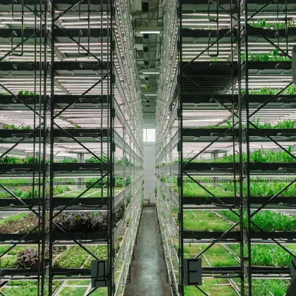 Weixinli T8 LED Grow Lamp for Horticulture and Greenhouse Plant Lighting