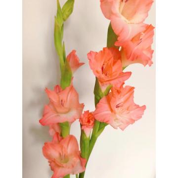 الجملة قسط Gladiolus الوردي للزينة الزفاف