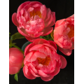 Paeonia Lactiflora প্রবাল সূর্যাস্ত