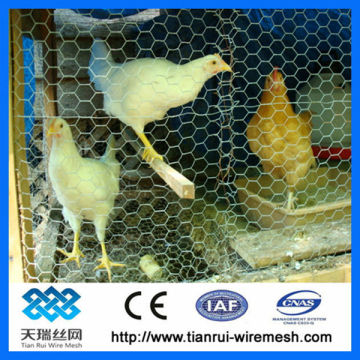 Galvanized chicken wire / hexagonal mesh