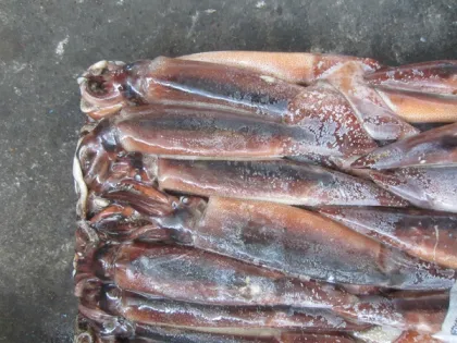 Argentina Squid (Illex Squid)